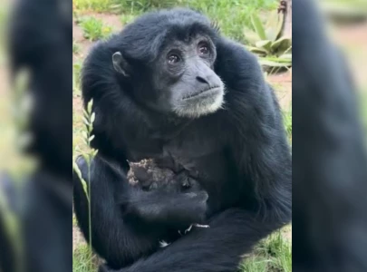 zoo s mother ape melts hearts after caring for lost baby robin