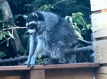google celebrates viral raccoon jimothy with search animation as internet obsession grows