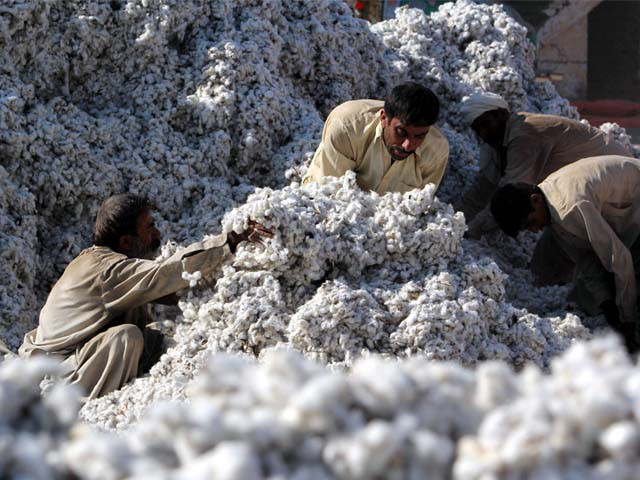 pakistani workers process freshly picked cotton at a factory photo afp