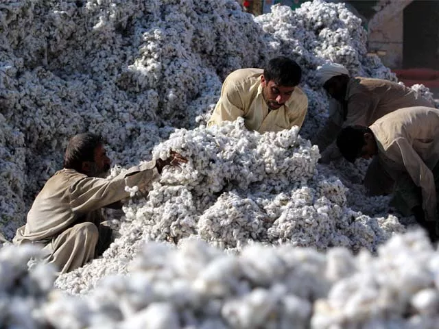 pakistani workers process freshly picked cotton at a factory photo afp pakistani workers process freshly picked cotton at a factory photo afp