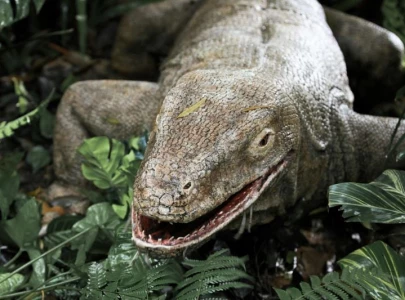 research reveals komodo dragons use iron coated teeth to hunt research reveals komodo dragons use iron coated teeth to hunt