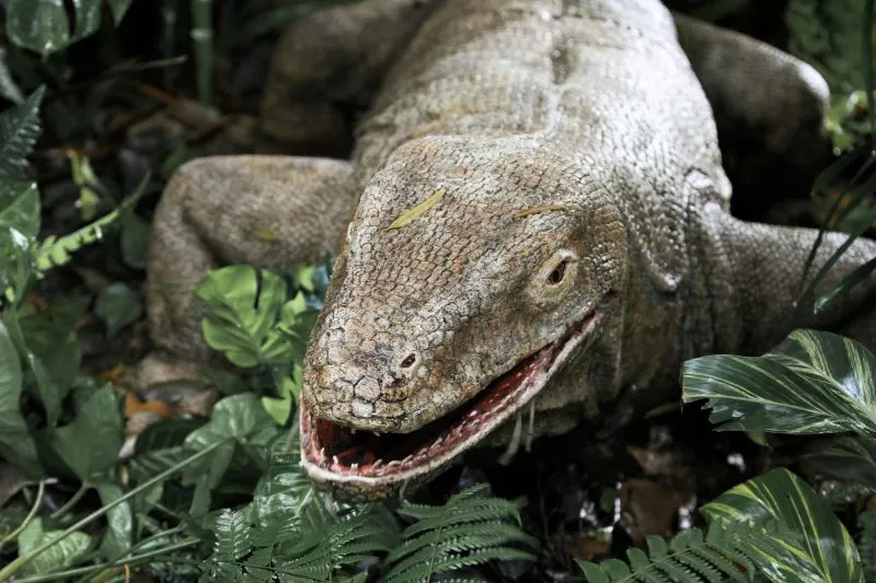 komodo dragons have iron coating on their teeth to hunt for pray photo pexels komodo dragons have iron coating on their teeth to hunt for pray photo pexels