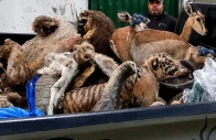 stuffed animals recovered by wildlife officials in lahore on may 2 2026 from residence of suspect engaged in illegal taxidermy photo reporter