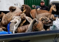 stuffed animals recovered by wildlife officials in lahore on may 2 2026 from residence of suspect engaged in illegal taxidermy photo reporter
