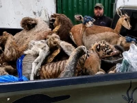 stuffed animals recovered by wildlife officials in lahore on may 2 2026 from residence of suspect engaged in illegal taxidermy photo reporter