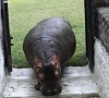 lahore zoo names new hippo gubbo
