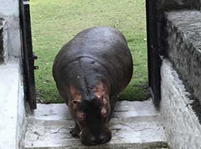 lahore zoo names new hippo gubbo lahore zoo names new hippo gubbo