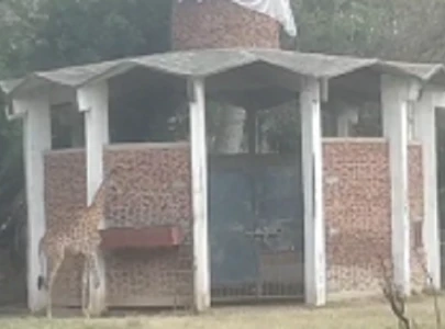 giraffe dies at lahore zoo after blood infection