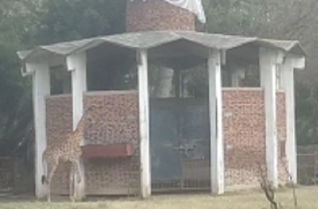 a screengrab of lahore zoo s lone giraffe a screengrab of lahore zoo s lone giraffe