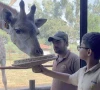 lahore park set to open giraffe caf lahore park set to open giraffe caf