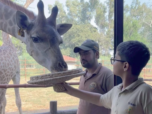 lahore park set to open giraffe caf lahore park set to open giraffe caf