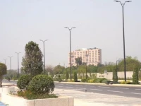 non native trees threaten local biodiversity