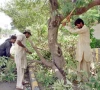 lhc warns of criminal action over tree cutting lhc warns of criminal action over tree cutting