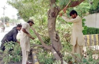 islamabad picks concrete over trees angering residents