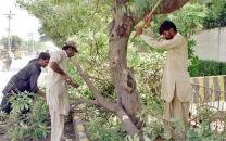 diminishing greenery triggers high temperatures diminishing greenery triggers high temperatures