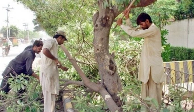 islamabad picks concrete over trees angering residents