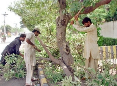 green space shortage puts city at high risk of climate change effect green space shortage puts city at high risk of climate change effect