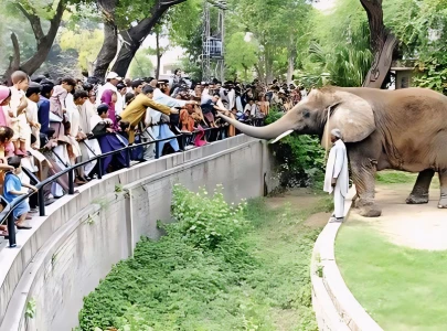 lahore zoo fails to attract public