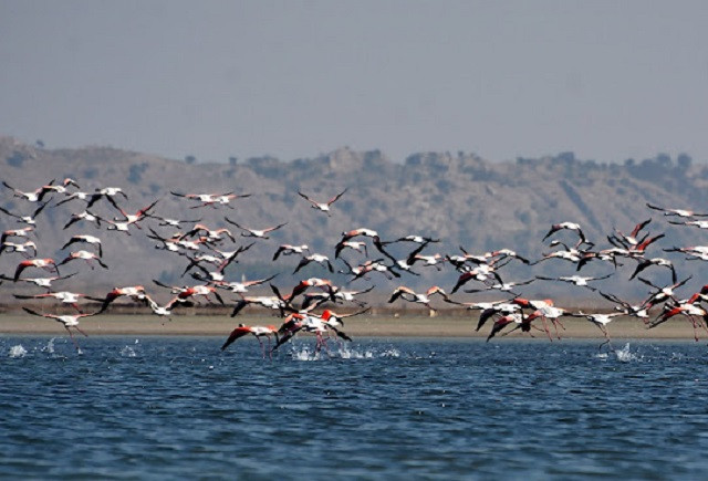 flamingos at uchali lake in soan valley photo courtesy ali usman baig