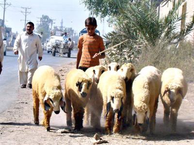 no space for the sacrificial lamb