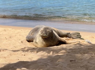 is lani the endangered monk seal okay viral hawaii attack investigation continues