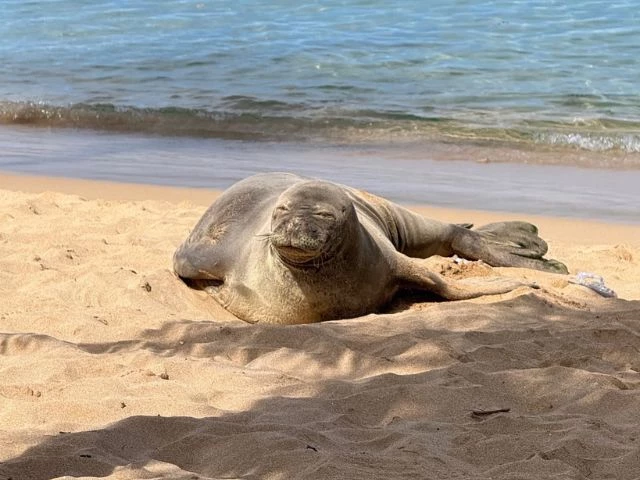 is lani the endangered monk seal okay viral hawaii attack investigation continues