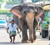 sri lanka adjusts train timings to tackle elephant deaths