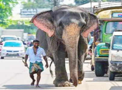 sri lanka adjusts train timings to tackle elephant deaths