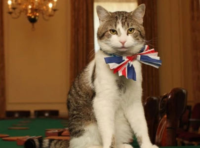 britain s most famous cat hits 19 as larry s long reign continues