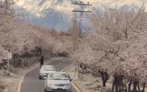 nature s soft revival in high north