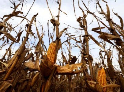 argentina cracks leafhopper genome to combat crop destroying pest