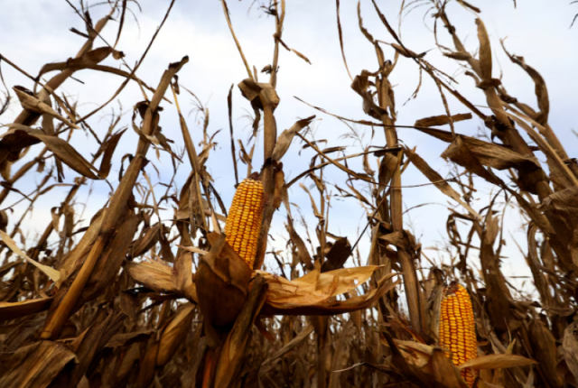 corn plants affected by leafhoppers are pictured on a national institute of agricultural technology inta experimental field in marcos juarez cordoba argentina april 20 2024 photo reuters corn plants affected by leafhoppers are pictured on a national institute of agricultural technology inta experimental field in marcos juarez cordoba argentina april 20 2024 photo reuters
