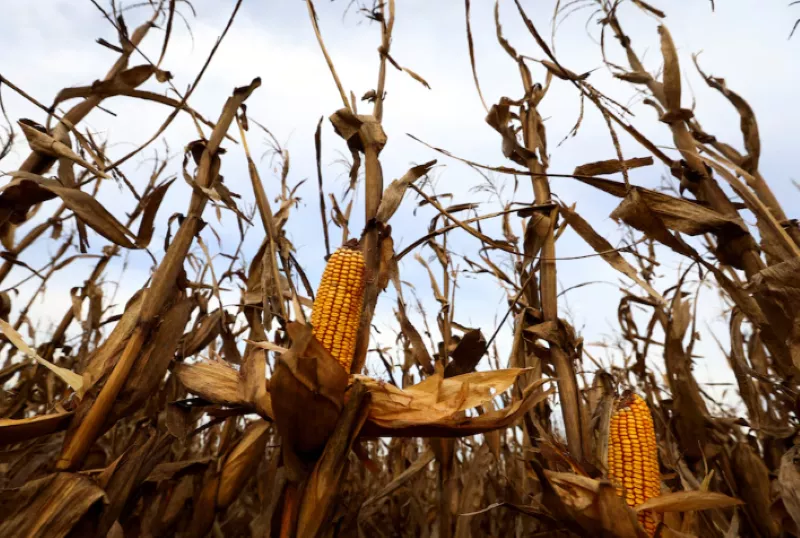 corn plants affected by leafhoppers are pictured on a national institute of agricultural technology inta experimental field in marcos juarez cordoba argentina april 20 2024 photo reuters corn plants affected by leafhoppers are pictured on a national institute of agricultural technology inta experimental field in marcos juarez cordoba argentina april 20 2024 photo reuters