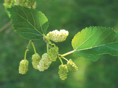 adversarial trees the capital s imported allergens