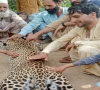 leopard falls victim to villagers anger after livestock attacks in bajaur leopard falls victim to villagers anger after livestock attacks in bajaur