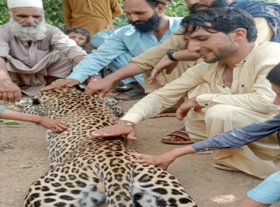 leopard falls victim to villagers anger after livestock attacks in bajaur