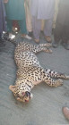 rare leopard falls to human wrath