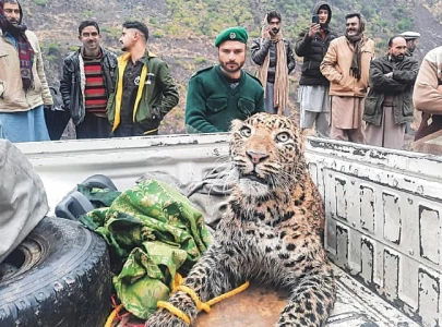 rare leopard rescued in ajk succumbs to bullet injuries
