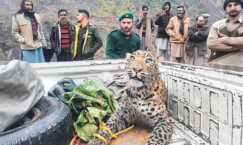 Rare leopard rescued in AJK succumbs to bullet injuries | The Express Tribune