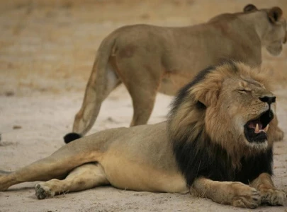 india lion legal battle over hindu deity name