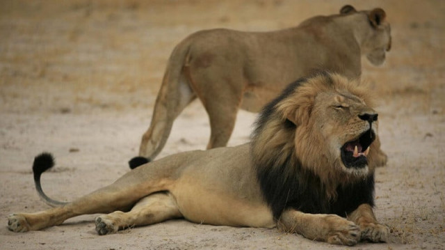 a lion and a lioness photo afp a lion and a lioness photo afp