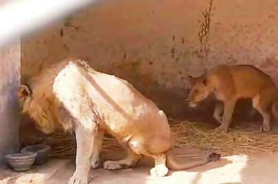 lion seized in gujar khan raid lion seized in gujar khan raid