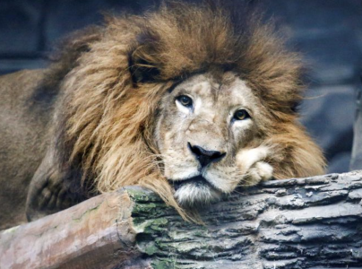 big cat breeding continues unabated in sindh big cat breeding continues unabated in sindh
