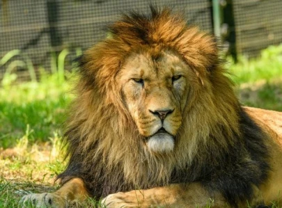 western trophy hunts drive africa s last 23 000 captive lions toward extinction