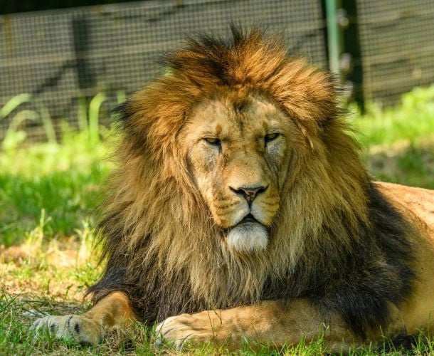 trophy hunting is the topmost activity turning lions towards extinction photo pexels