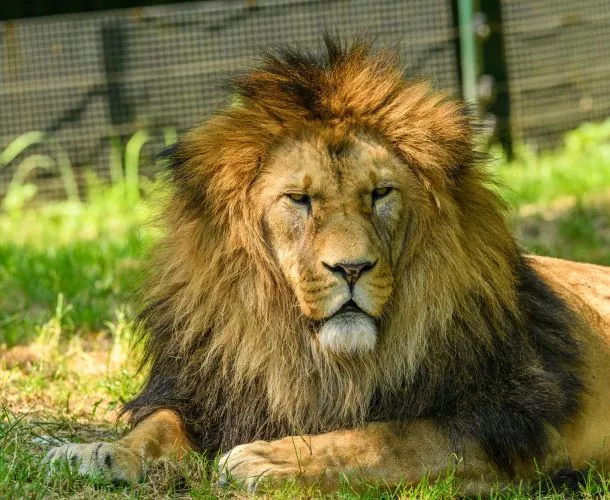trophy hunting is the topmost activity turning lions towards extinction photo pexels trophy hunting is the topmost activity turning lions towards extinction photo pexels