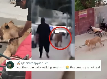 this country is not real internet hilariously reacts to lion casually strolling in karachi