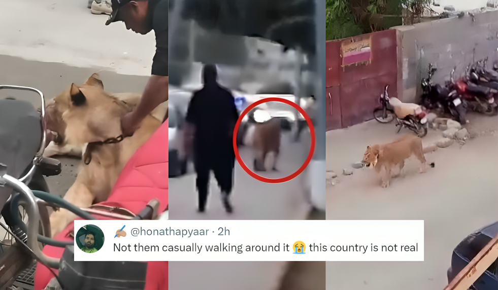 Internet hilariously reacts to lion casually strolling in Karachi