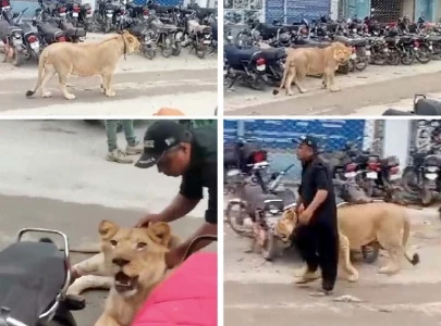 owner of lion caught strolling on sharea faisal gets bail