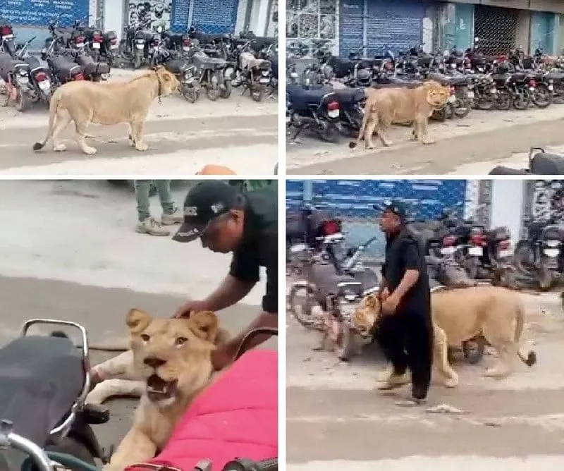 lion wandering down sharae faisal on tuesday august 29 2023 photo express lion wandering down sharae faisal on tuesday august 29 2023 photo express